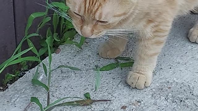 grass-eating herbivorous cat