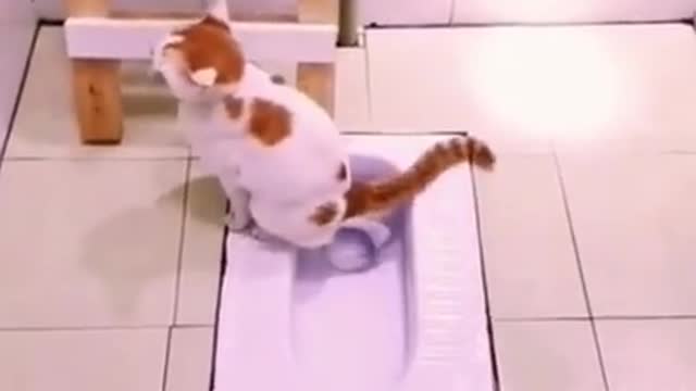 Best Cat Funny Videos _ Cat Go to Toilet _ Best Funny Cats and Dogs Compilation