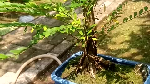 Proses bonsai