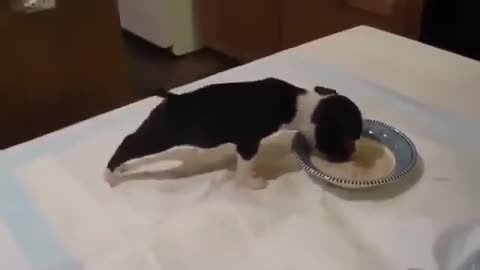 funny puppy eating