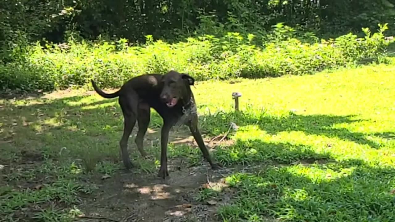 Dog Days With Budderz The Chocolate Lab