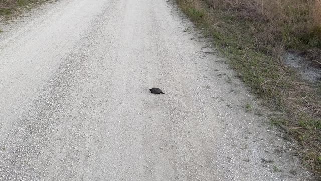 Baby snapping turtle