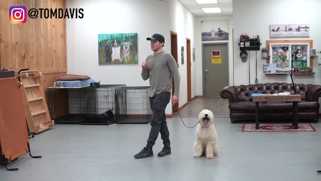 Teach ANY dog to walk well on a leash | 5 MINUTE DOG TRAINING RESULTS!