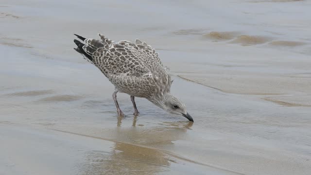 Birds on Paradise