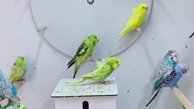 Mutluluk çarkı güzel kuşlarım
