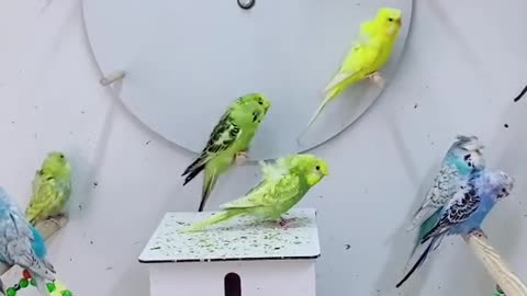Mutluluk çarkı güzel kuşlarım