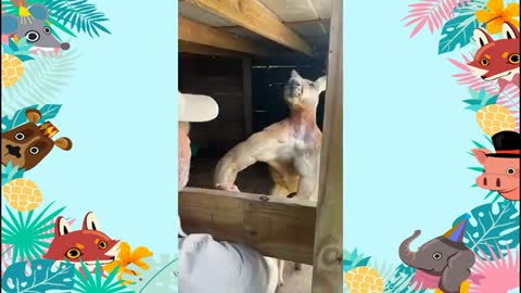 The Kangaroos In Texas Are Bigger And Meaner