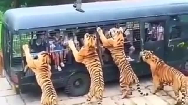 Tiger Dangerous wild animals tiger vs human wild adventure