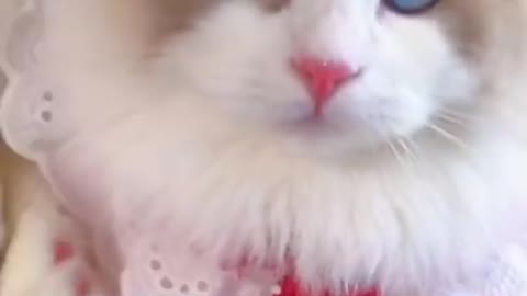 Aww cute cat videos funny .