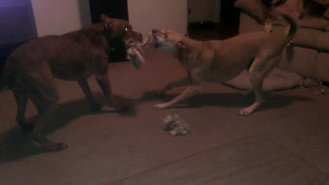 Jessie and Ozzy tug of war