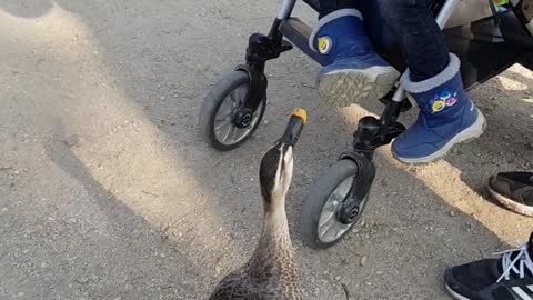 Friendly Duck