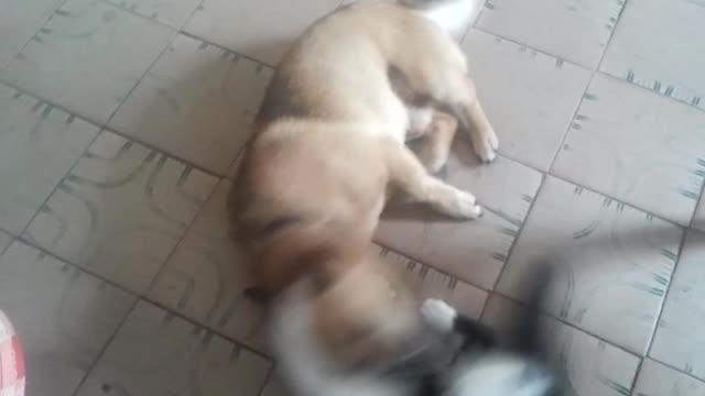 Continuation, My beloved cat and dog are playing ...