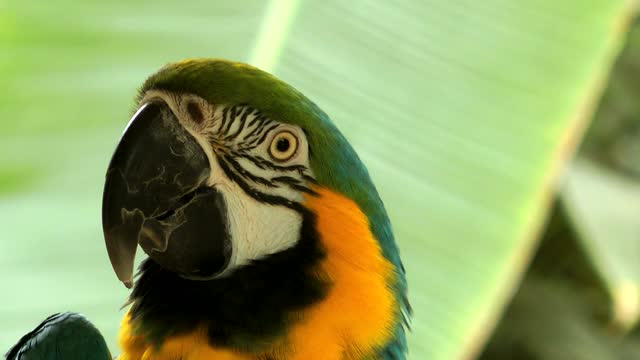 green and yellow parrot