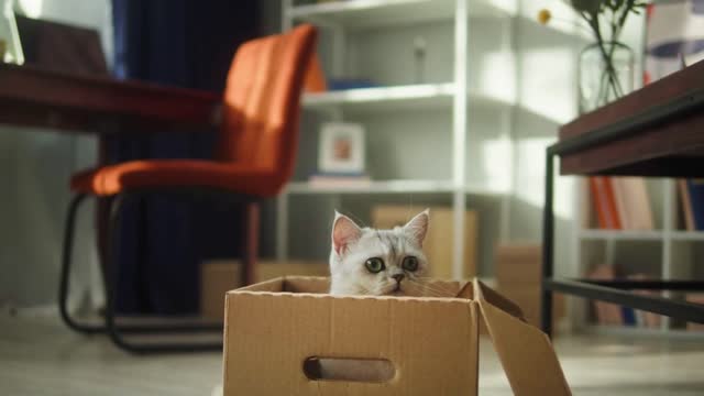 Cat sitting in cardboard box in living room