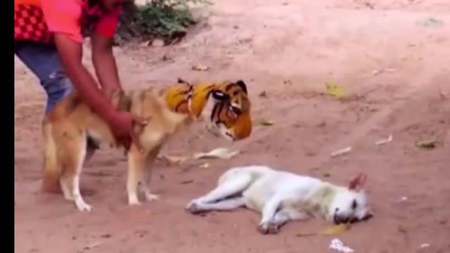 Tiger 🐆🦊and dog 🐕