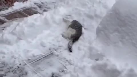 Cat playing with snow