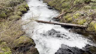 The Peace & Quiet of Fish Lake Creek – Clear Lake Loop – Central Oregon – 4K