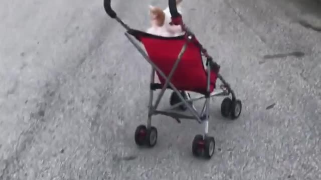 White dog red stroller moving driving by itself hits curb