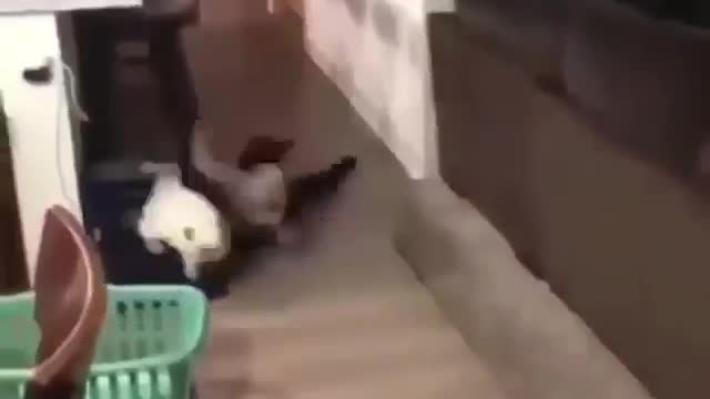 Funny cat bounces on Little boy