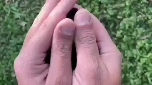 Cute puppy in hand