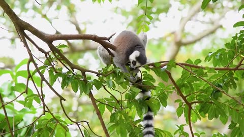 Ring-Tailed Lemur In A Tree