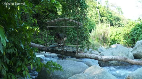 Catch crabs and stream fish - Build a shelter in the middle of the stream - Sleep overnight