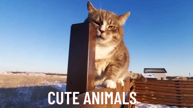 Cute animals