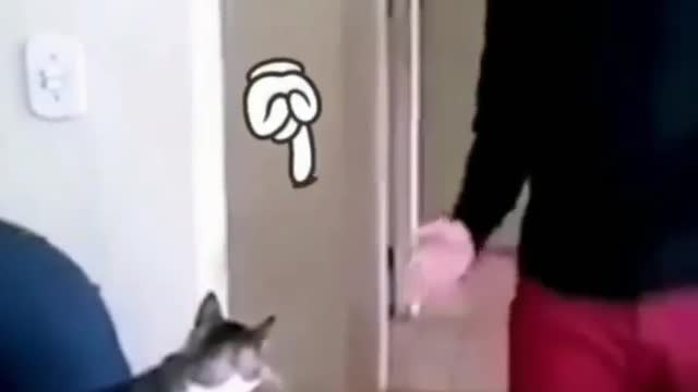 Cat high five video 😲😲