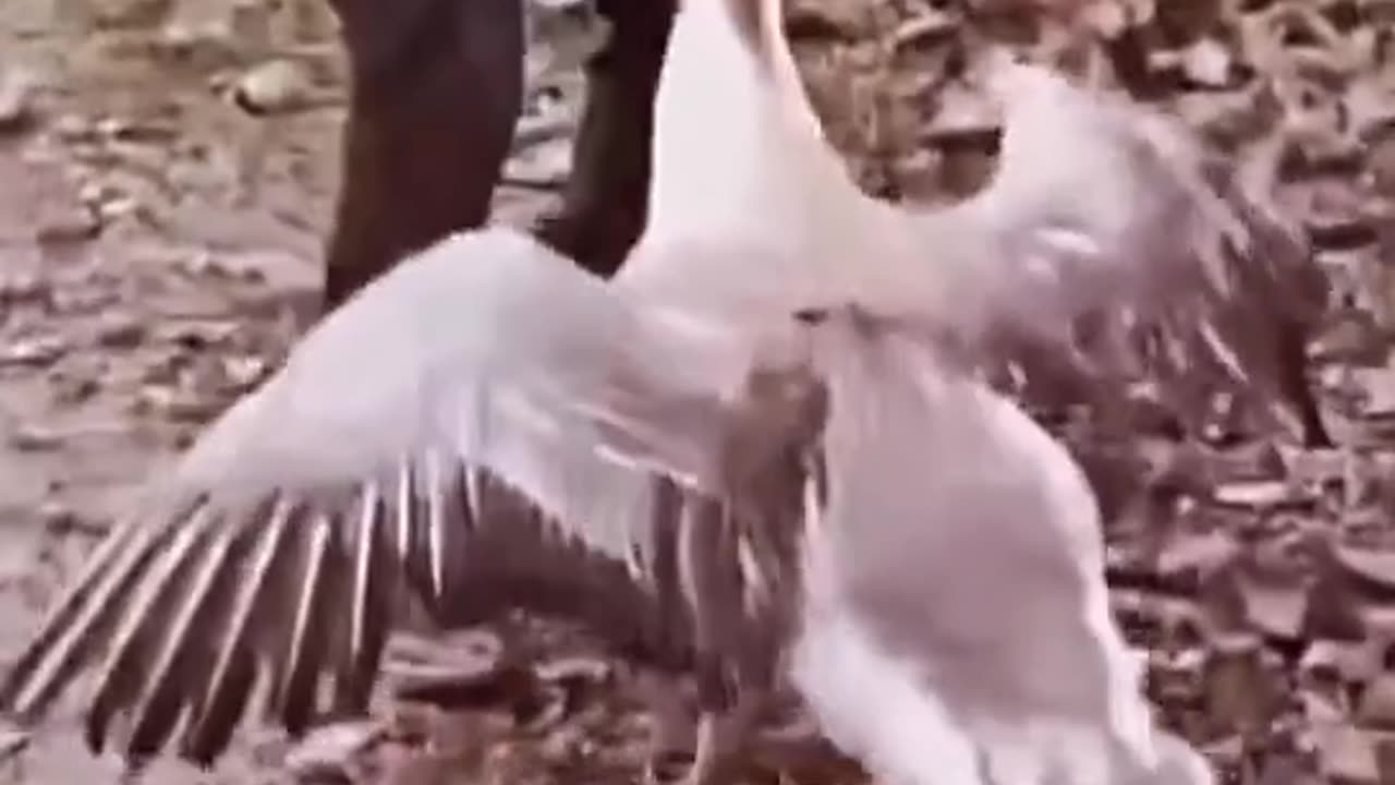 Angry duck