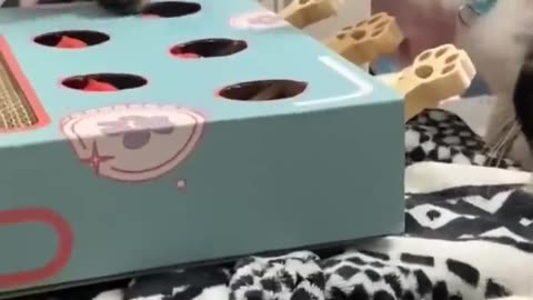 Funny cats