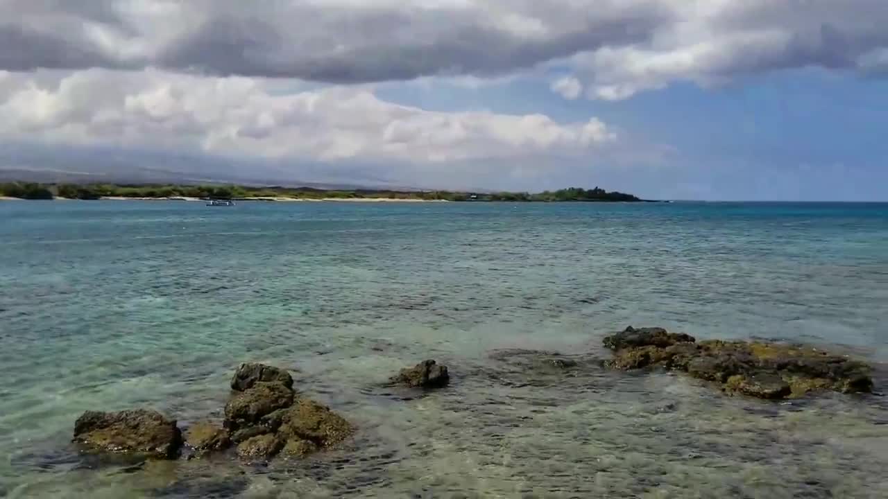 Lunch Brake at the Beach Hawaii Found Baby eel and Sea cucumber