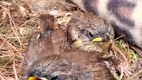 ARK OF GRACE..RESCUED BABY CAROLINA WRENS, FEEDING TIME!