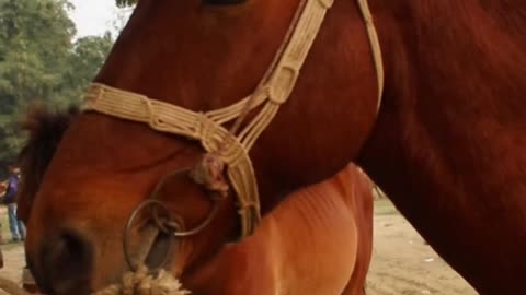 best horse funny moment