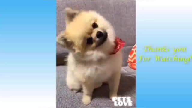 Awesome cats and dogs funny compliation videos