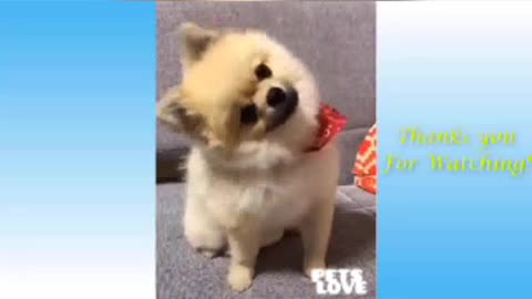 Awesome cats and dogs funny compliation videos