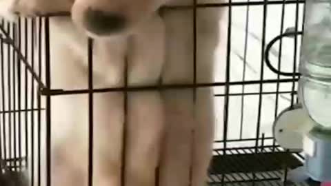 Doggy doggy