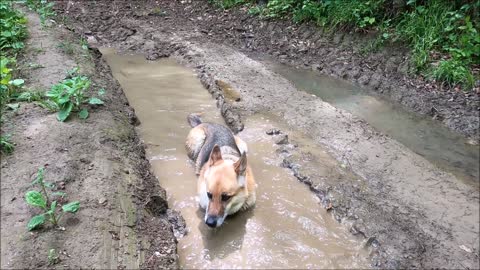 German Sheperd Playing In A Pool Of Muddy Water.