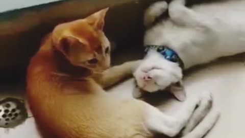 Cute Cat Couple