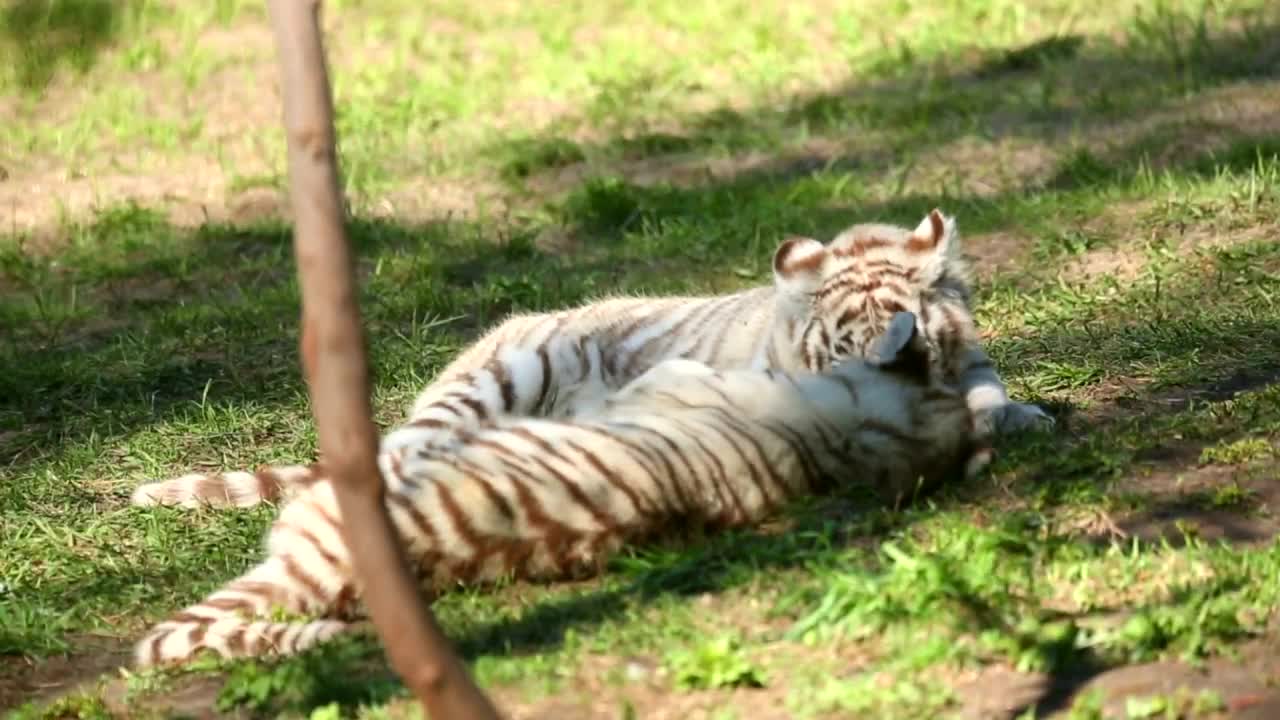 White tiger cubs playing in the grass