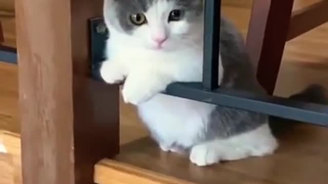 #funny#cats#shorts#cat#cute#catscute
