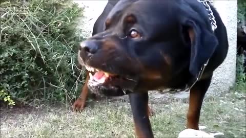 Angry dog video