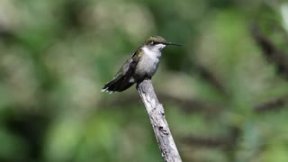 Humming Bird Landing