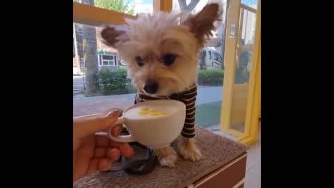 Cute and Funny Cat Dog