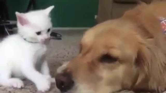 Lovely cats and dogs