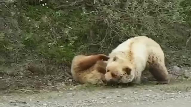 two bears are fighting