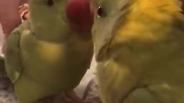 Funny Parrot