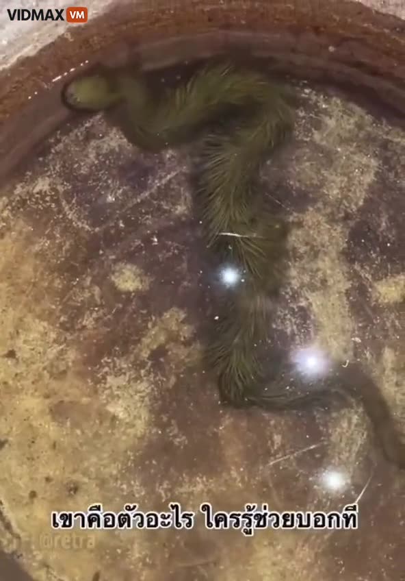 Creepy AF Furry Green Snake Discovered In Thailand