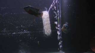 Green Matrix (Thai Silk X Red Dragon) & Red Dragon Flowerhorn