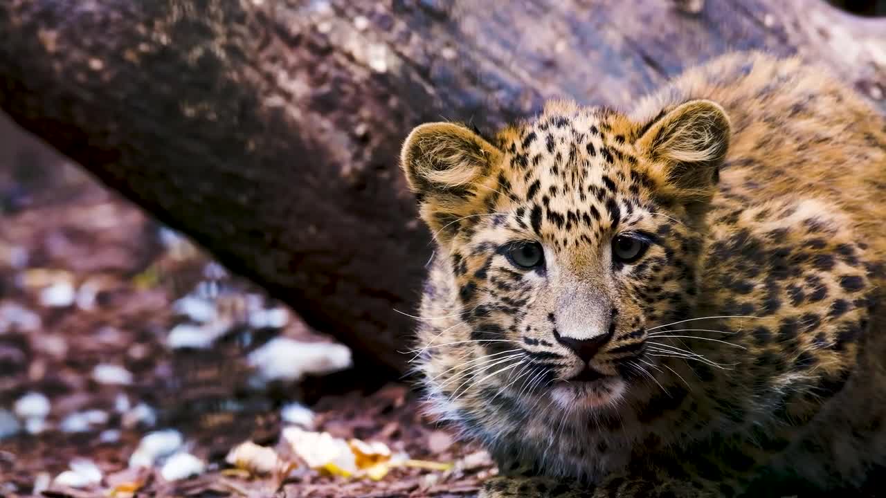 curious leopard