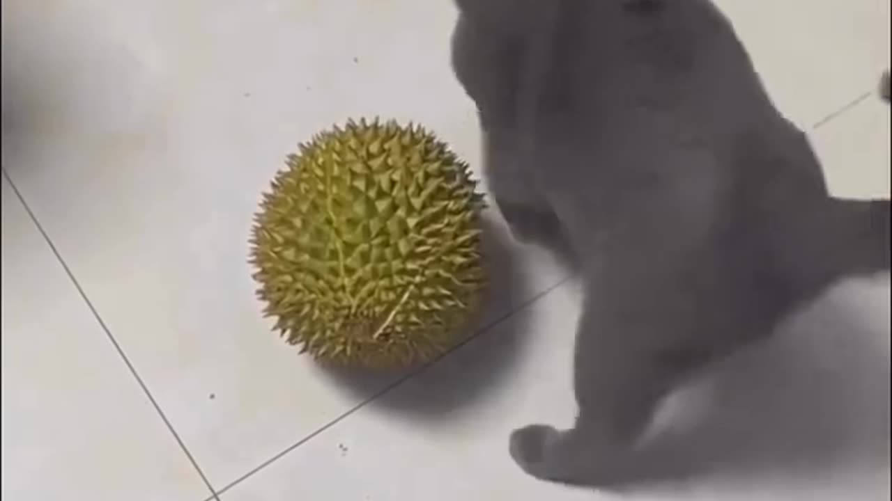 Funny animal video!!